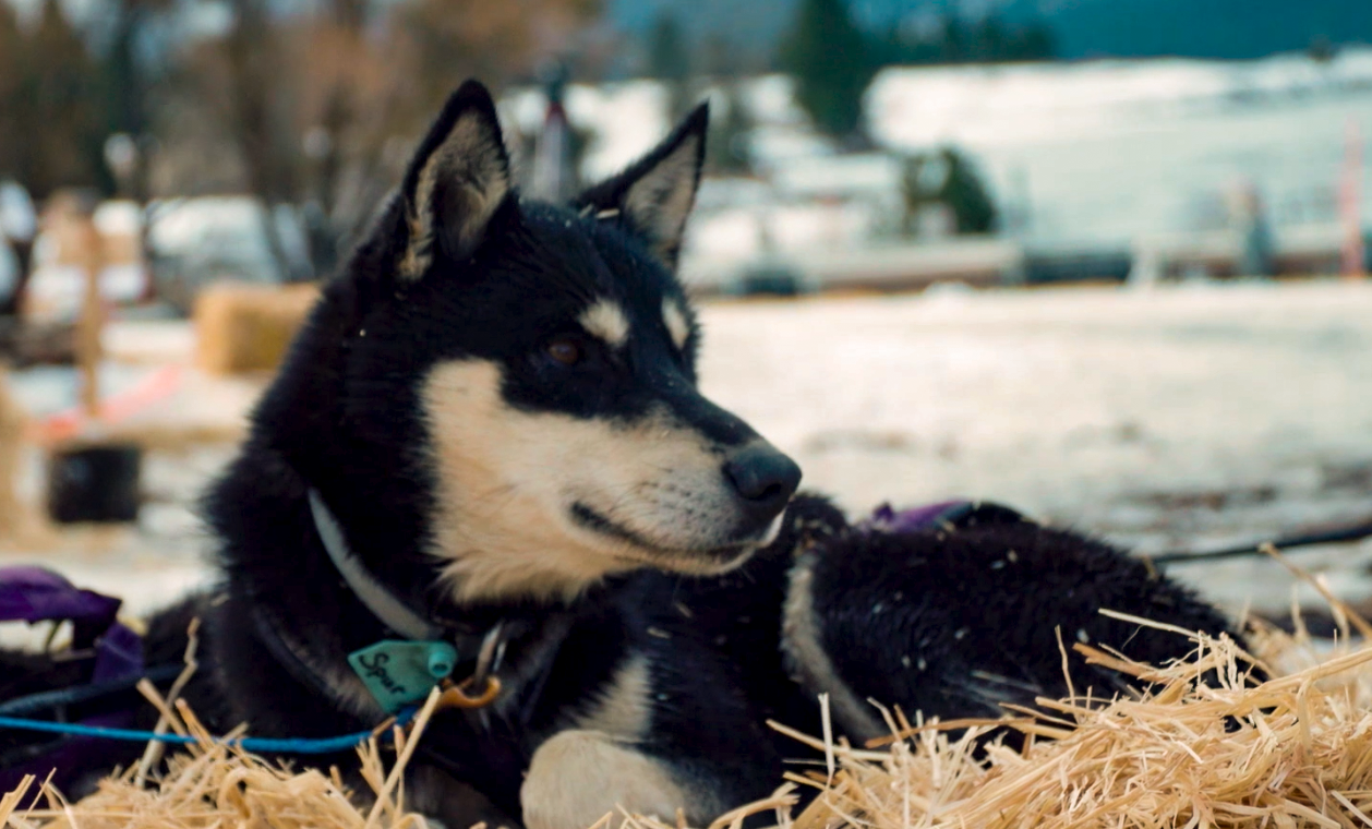 Idaho Sled Dog Challenge | Cascade, Idaho | February 1, 2019