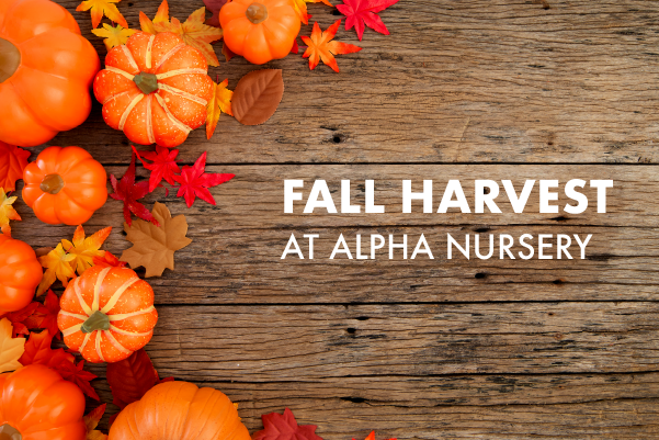 Past Event: Fall Harvest at Alpha Nursery