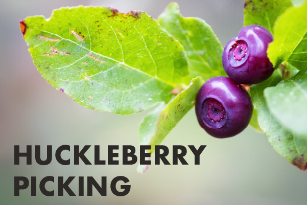 Things to Do: Huckleberry Picking