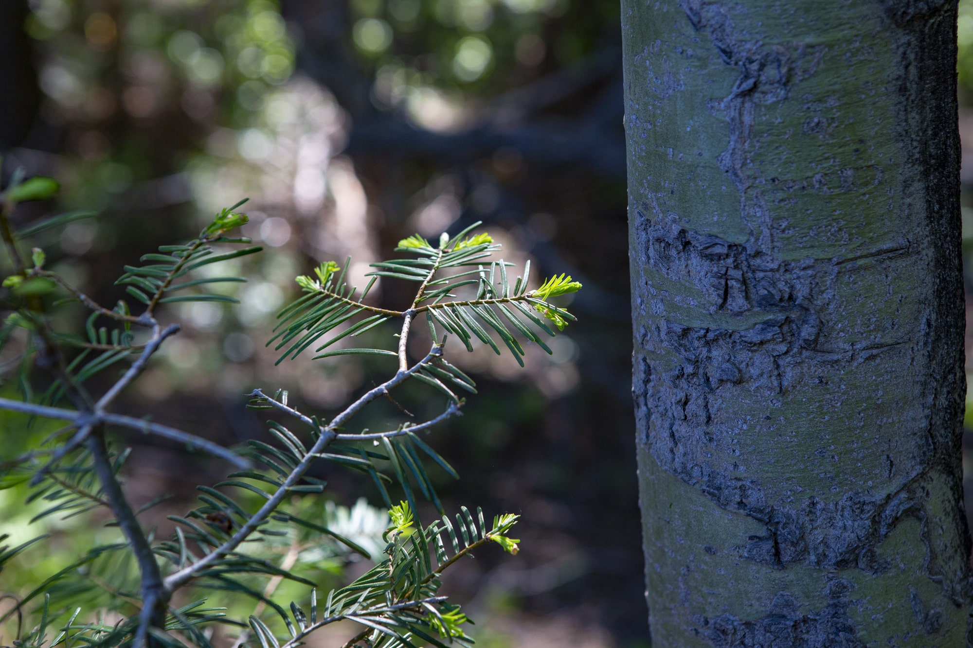 Cascade-Closeup-Pine-Tree
