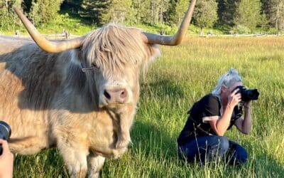 Highland Cow Experience